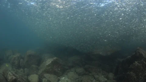 Flatiron Herring baitball. Stock Footage 101418269
