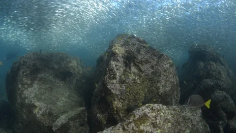 Flatiron Herring baitball. Stock Footage 101418273