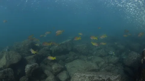 Flatiron Herring baitball. Stock Footage 101418281