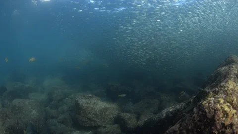 Flatiron Herring baitball. Stock Footage 101418297