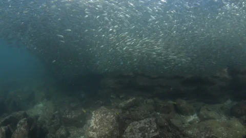Flatiron Herring baitball. Stock Footage 101418306