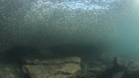 Flatiron Herring baitball. Stock Footage 101418339