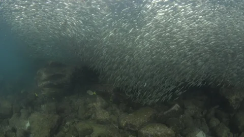Flatiron Herring baitball. Stock Footage 101418341