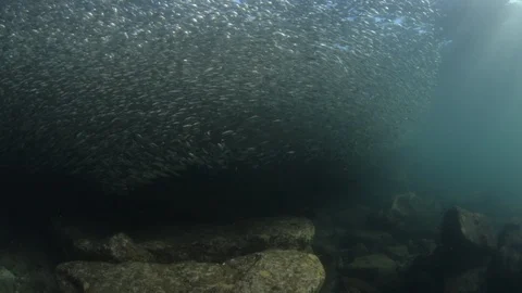Flatiron Herring baitball. Stock Footage 101418353