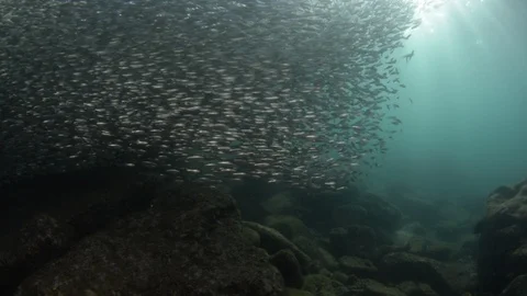 Flatiron Herring baitball. Stock Footage 101418405