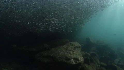 Flatiron Herring baitball. Stock Footage 101418408