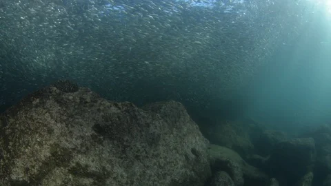 Flatiron Herring baitball. Stock Footage 101418420
