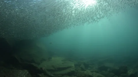 Flatiron Herring baitball. Stock Footage 101418501