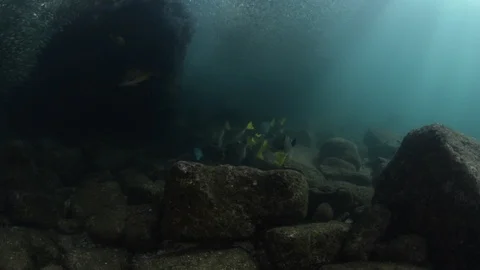 Flatiron Herring baitball. Stock Footage 101418508