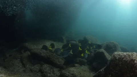 Flatiron Herring baitball. Stock Footage 101418523