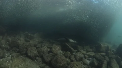 Flatiron Herring baitball. Stock Footage 101418550