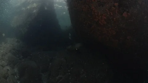 Flatiron Herring baitball. Stock Footage 101418573