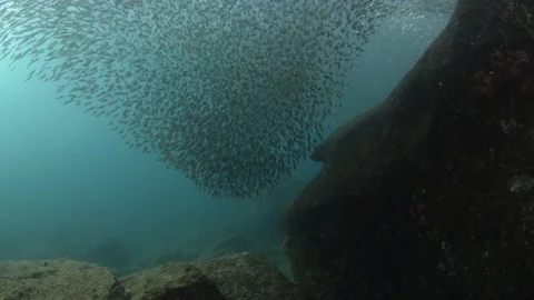 Flatiron Herring baitball. Stock Footage 101418593