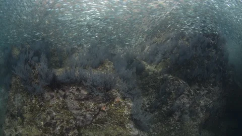 Flatiron Herring baitball. Stock Footage 101418616