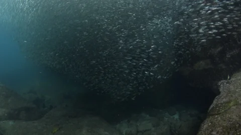 Flatiron Herring baitball. Stock Footage 101418627