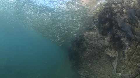 Flatiron Herring baitball. Stock Footage 101418691