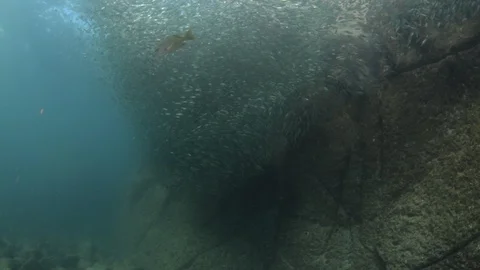 Flatiron Herring baitball. Stock Footage 101418734