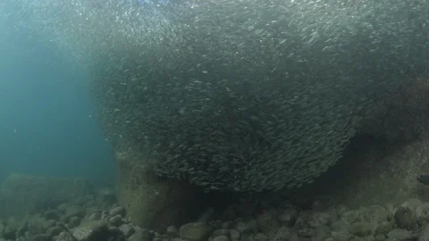 Flatiron Herring baitball. Stock Footage 101418745