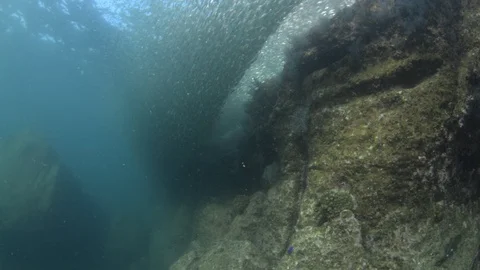 Flatiron Herring baitball. Stock Footage 101418759