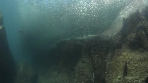 Flatiron Herring baitball. Stock Footage 101418786