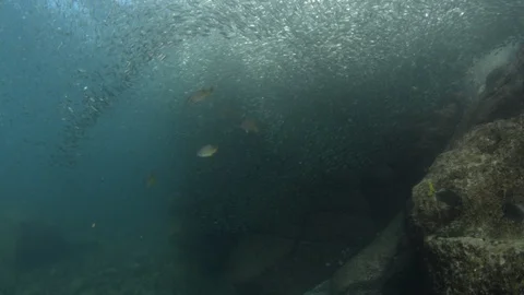 Flatiron Herring baitball. Stock Footage 101418787