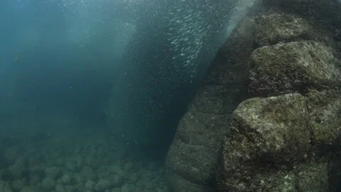 Flatiron Herring baitball. Stock Footage 101418822
