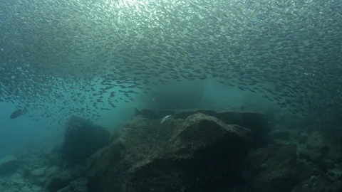 Flatiron Herring baitball. Stock Footage 101418859