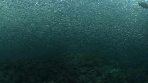 Flatiron Herring baitball. Stock Footage 101418905