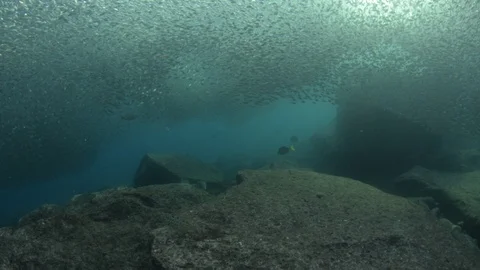 Flatiron Herring baitball. Stock Footage 101418939