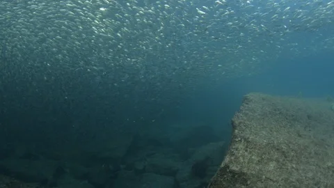 Flatiron Herring baitball. Stock Footage 101418967