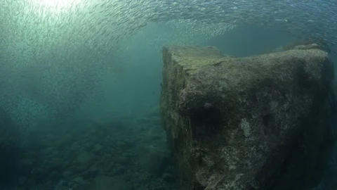 Flatiron Herring baitball. Stock Footage 101418978