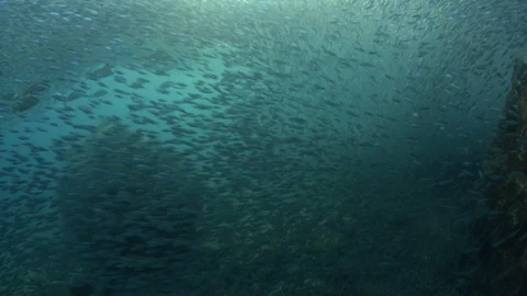 Flatiron Herring baitball. Stock Footage 101419004