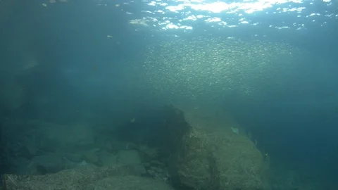 Flatiron Herring baitball. Stock Footage 101419024