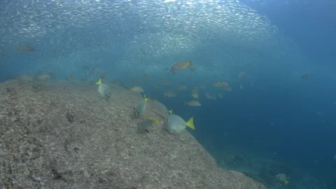 Flatiron Herring baitball. Stock Footage 101419037