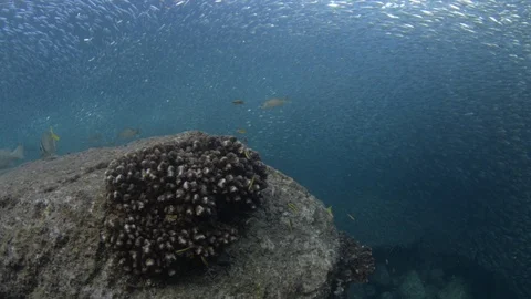Flatiron Herring baitball. Stock Footage 101419056