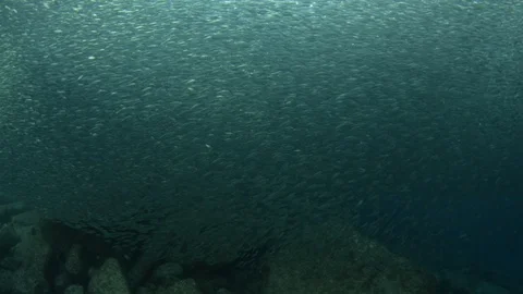 Flatiron Herring baitball. Stock Footage 101419077