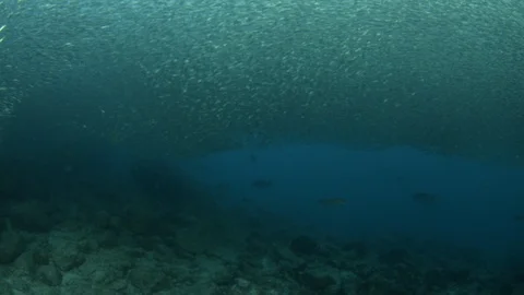 Flatiron Herring baitball. Stock Footage 101419116