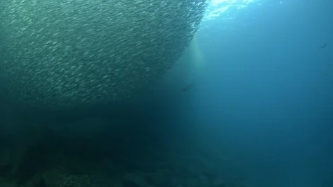 Flatiron Herring baitball. Stock Footage 101419123