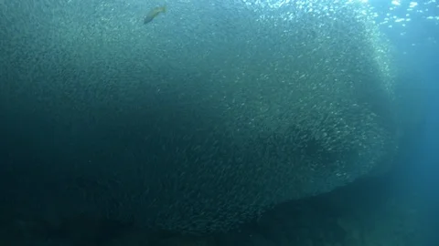Flatiron Herring baitball. Stock Footage 101419138