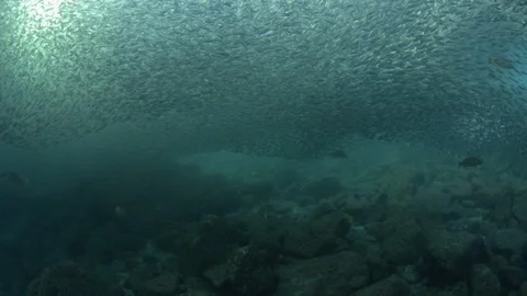 Flatiron Herring baitball. Stock Footage 101419155