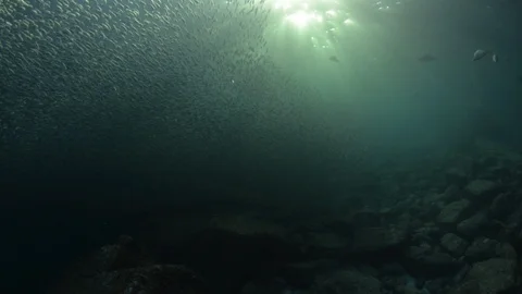 Flatiron Herring baitball. Stock Footage 101419167