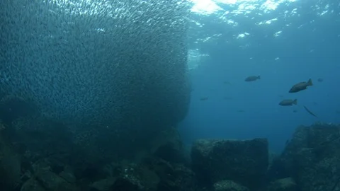 Flatiron Herring baitball. Stock Footage 101419193