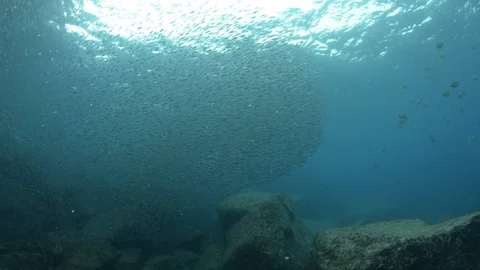 Flatiron Herring baitball. Stock Footage 101419211