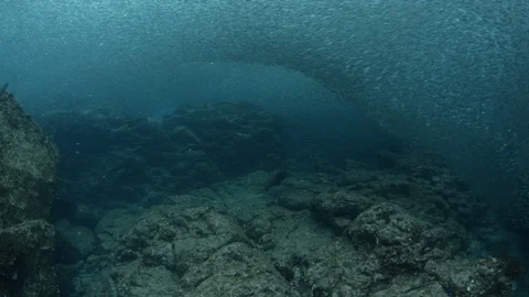 Flatiron Herring baitball. Stock Footage 101419264