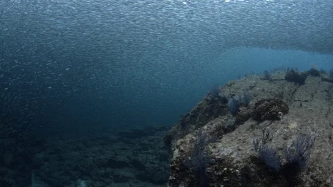 Flatiron Herring baitball. Stock Footage 101419276