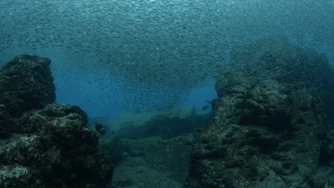 Flatiron Herring baitball. Stock Footage 101419281