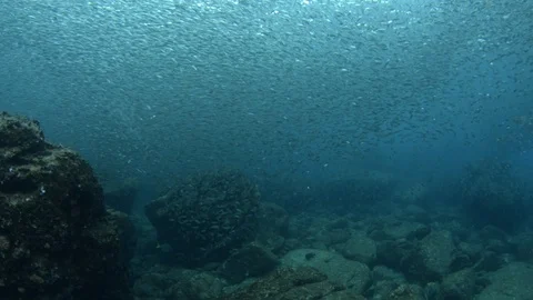 Flatiron Herring baitball. Stock Footage 101419305