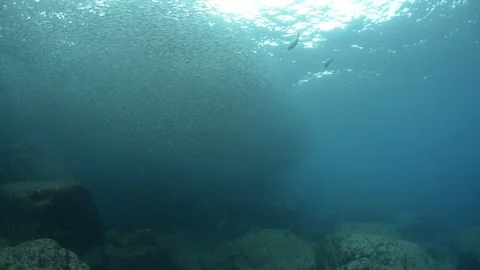 Flatiron Herring baitball. Stock Footage 101419306
