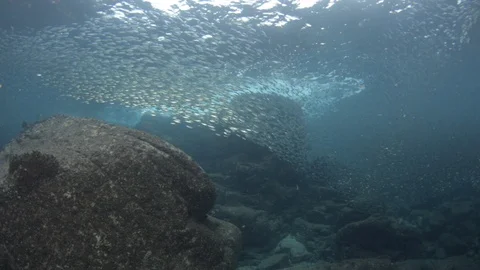 Flatiron Herring baitball. Stock Footage 101419348