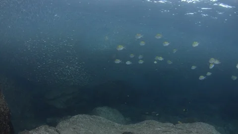 Flatiron Herring baitball. Stock Footage 101419369